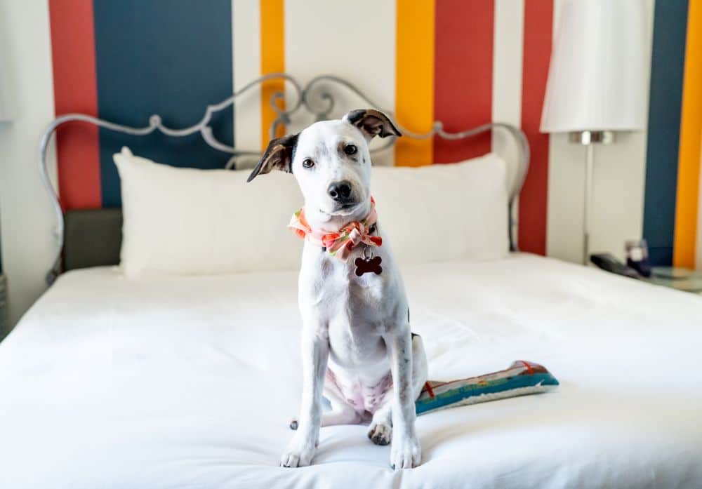 Small dog on a bed at The Marker hotel